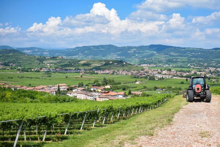 Terreni agricoli, nel Veronese meno richieste ma prezzi stabili. Valpolicella, 600.000 euro ettaro