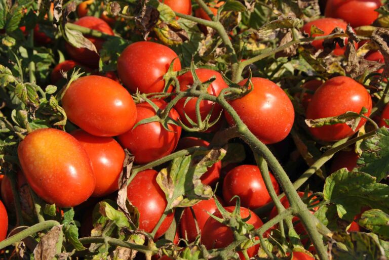 Pomodoro da industria: stallo nella contrattazione del prezzo, respinte richieste produttori