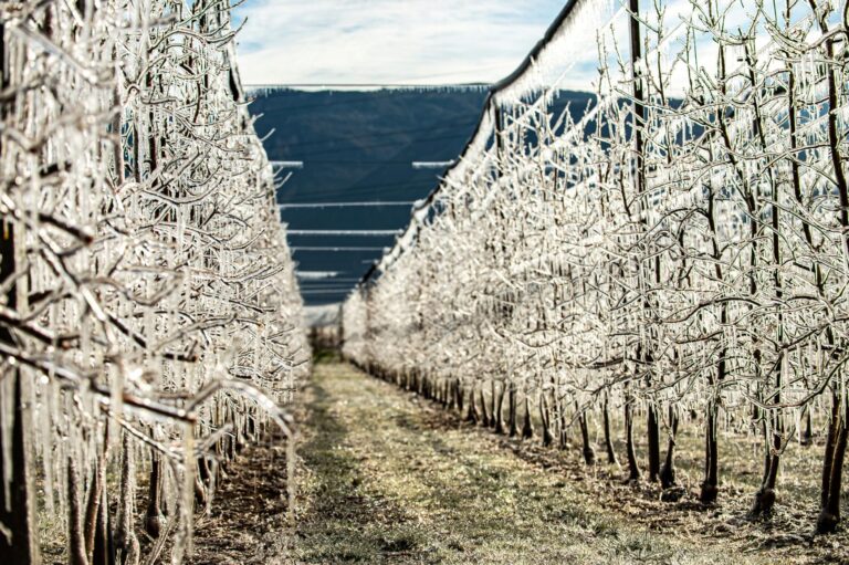 Meleti ghiacciati per proteggere i germogli dal gelo. Hofstatter: vigneti, vegetazione in ritardo non a rischio