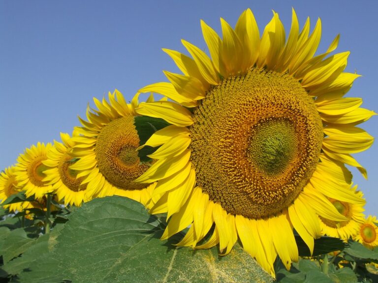 Il futuro del girasole in Italia. Mondo accademico e della filiera a confronto il 31 marzo