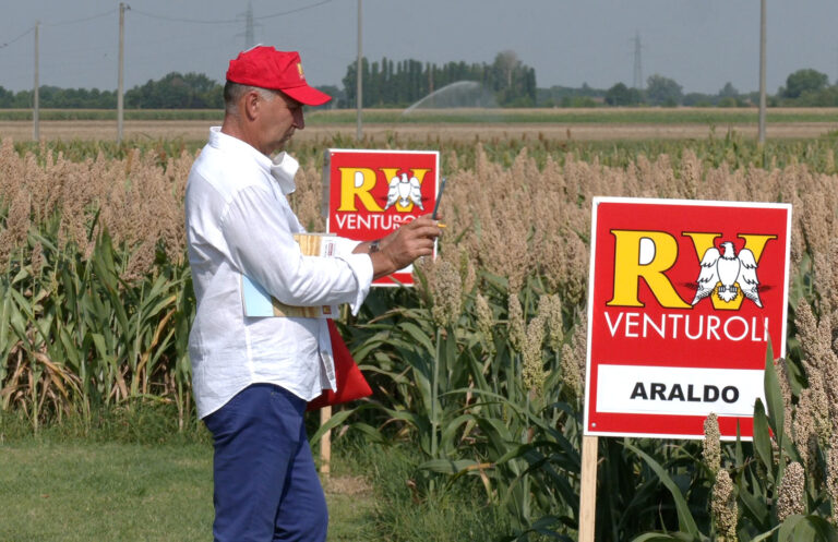 Sorgo, forte crescita delle superfici in Italia e in Europa. Prezzi in tensione nelle Borse merci per la granella