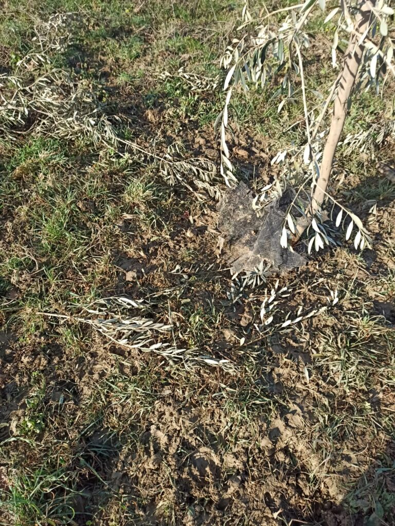 Siena, agricoltori esasperati dall’emergenza cinghiali. Chiuso per covid il centro carni, no ai ritiri