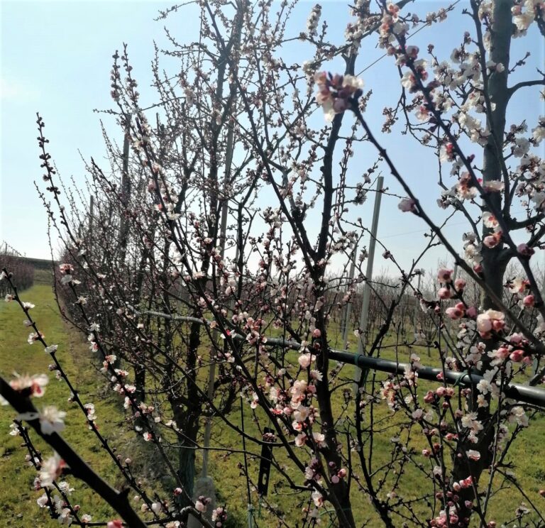 Gelate in Veneto, danni per le albicocche. Gli agricoltori temono anche per altre varietà