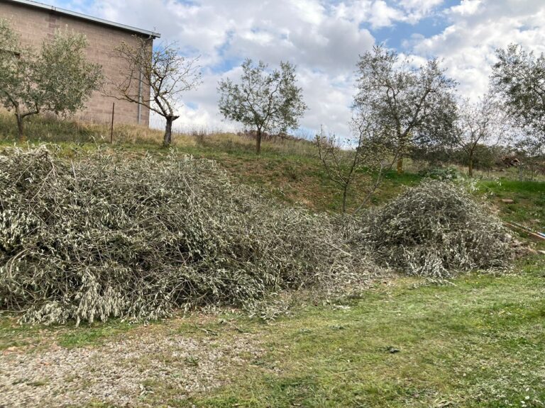 Divieto di abbruciamento e potature degli olivi, un problema per gli hobbisti