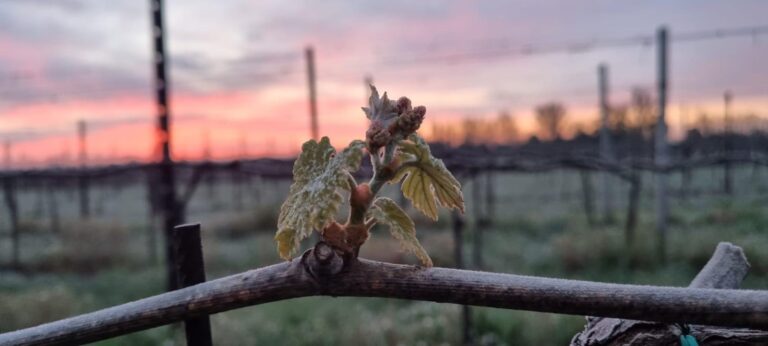 Maltempo: Cia, in Emilia-Romagna e Veneto le gelate danneggiano vigneti e alberi da frutto