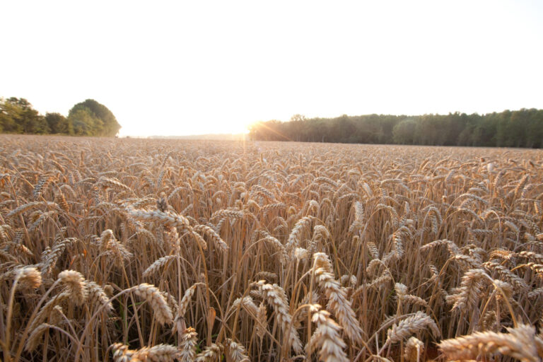 RAGT e Bayer firmano un accordo per sviluppare sementi di grano ibrido per i mercati europei