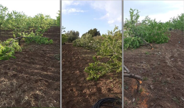 Mandorli distrutti dalla criminalità a Bitonto (Ba) nel campo di una guardia campestre. Cia: atto di intimidazione, appello a forze dell’ordine