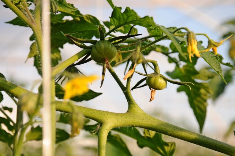 Consorzio di Pachino: il percorso del pomodoro igp sempre più trasparente e tracciabile dal campo alla tavola