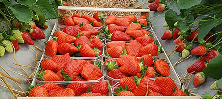 Geoplant tra i big delle “Olimpiadi della fragola” con l’innovazione varietale che l’ha resa celebre nel mondo