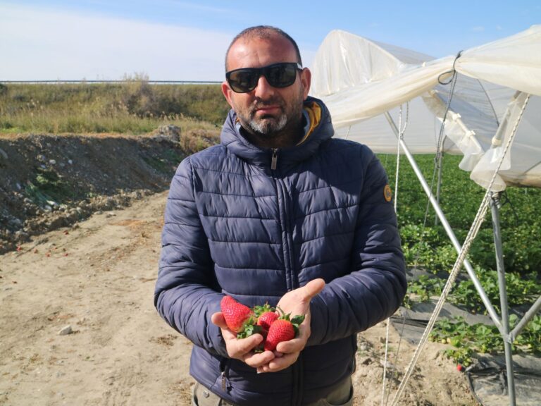 La fragola Flavia piace anche in Basilicata. I produttori: elevata produttività e facile gestione agronomica