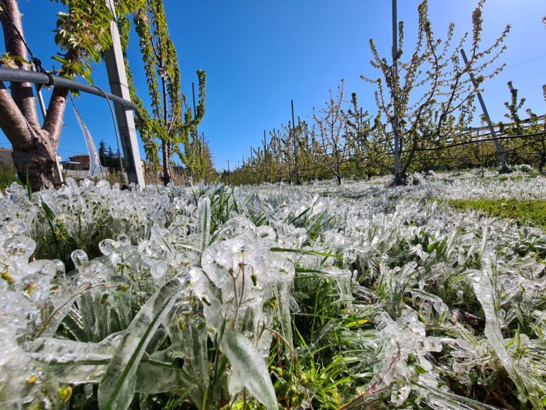 Ondata di gelo stronca agricoltura al Centro Nord. Cia: danneggiato il 75% della produzione