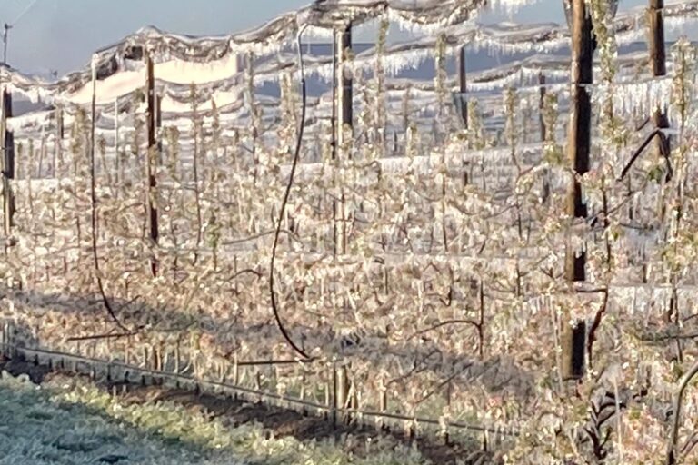 Agricat, incontro tecnico il 3 settembre con i Coordinamenti nazionali dei Centri di assistenza agricoli