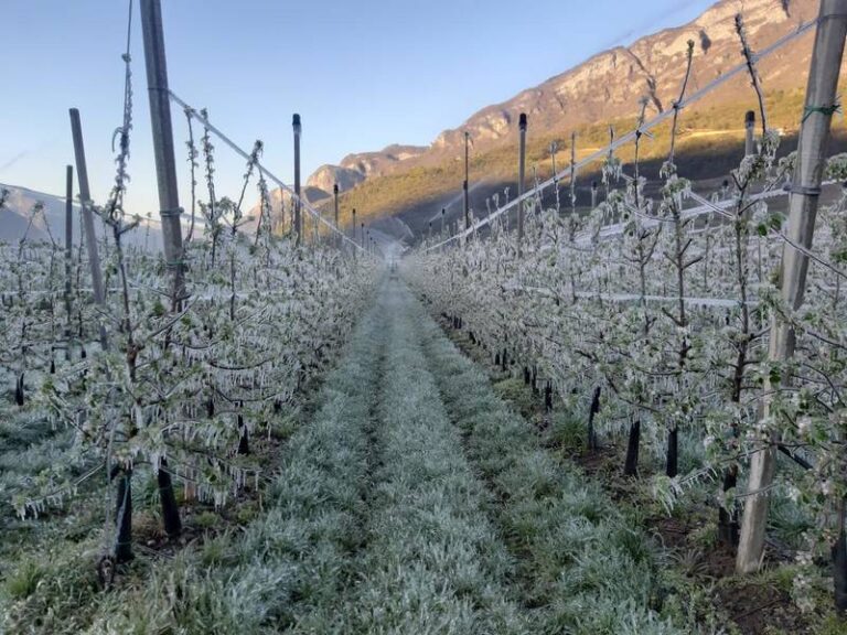 Risveglio vegetativo. E’ allarme gelate primaverili su 38.000 ettari di frutteti in Emilia-Romagna