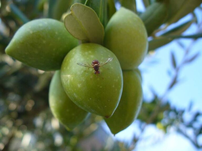 Lotta alla mosca delle olive. FEM: una pianta perenne (Inula viscosa) e trappole per combatterla in modo naturale