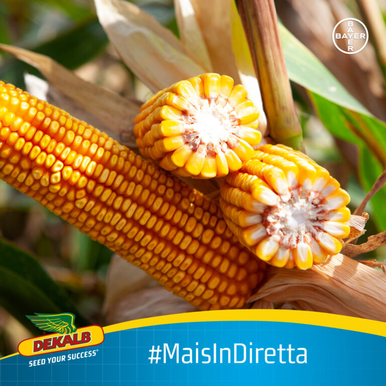 Mais in diretta. Evento social dalla semina alla raccolta, con Dekalb e Bayer