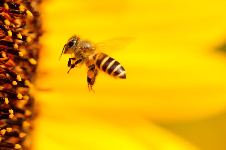 Giornata Mondiale della Terra, focus on line su “Api sentinelle dell’ambiente” con Upa Siena