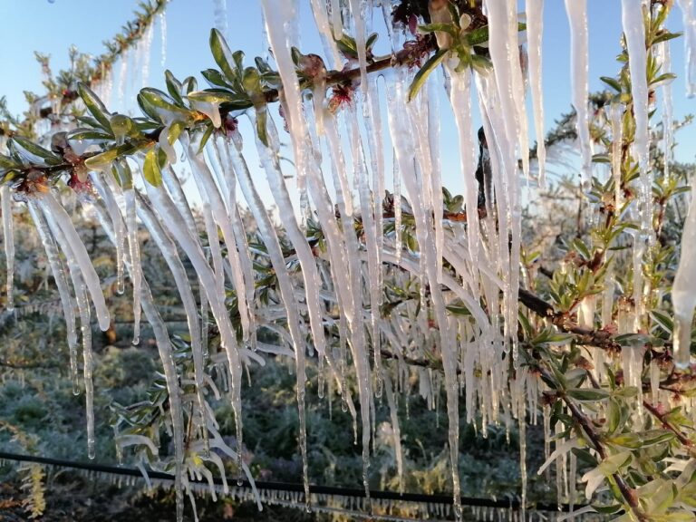 Gelate anche nel Lazio. Coldiretti: danni fino al 50% per frutta e verdura. Colpite Roma e Viterbo