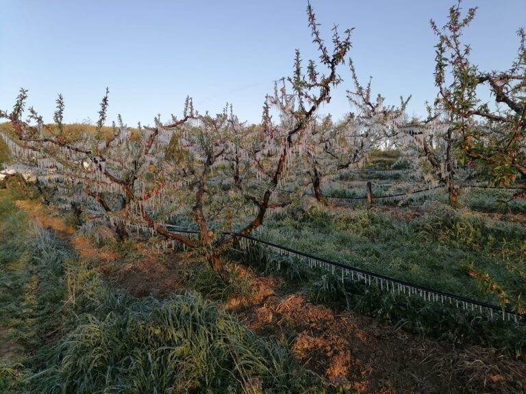 Gestione del rischio (clima, fitopatie e infestazioni): ecco le novità a sostegno degli agricoltori