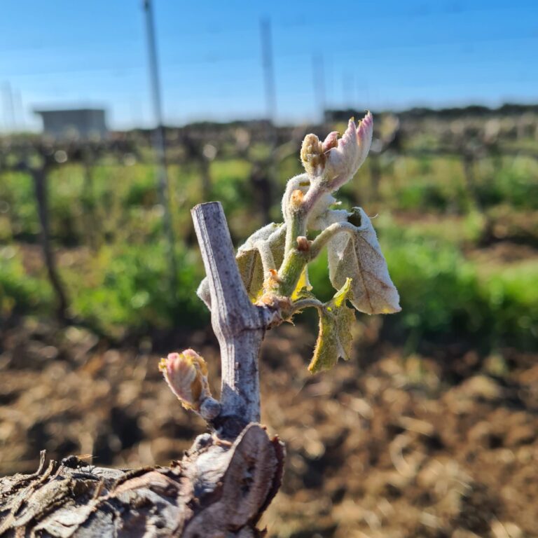 Danni calamità naturali. Patuanelli firma i decreti per 83 milioni di euro di indennizzi alle imprese