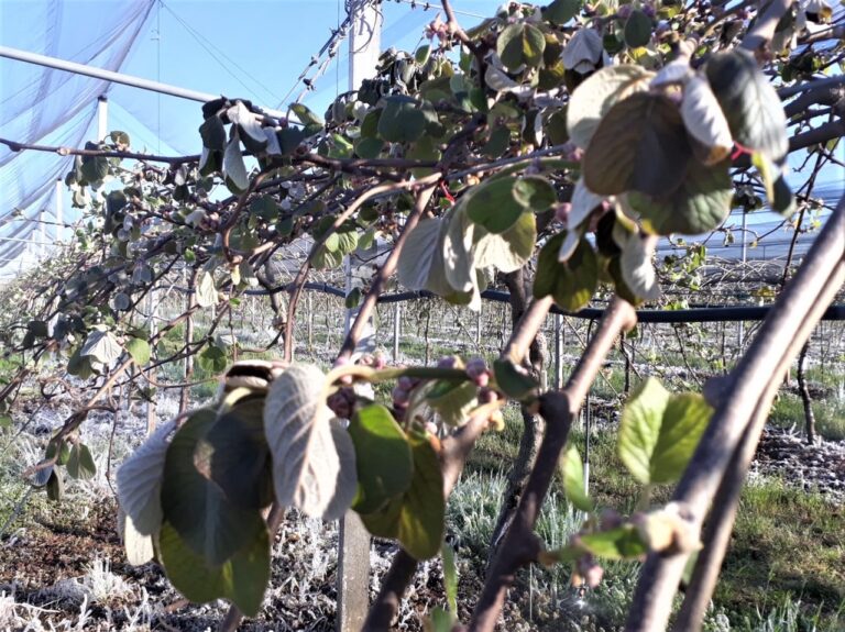 Gelate, l’allarme di Confagricoltura Verona: perdite fino all’80 per cento per ciliegie, pesche e kiwi