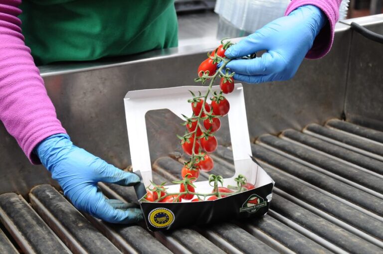 La “goccia verde” di Anbi per il Consorzio del Pomodoro Pachino come modello di gestione dell’acqua