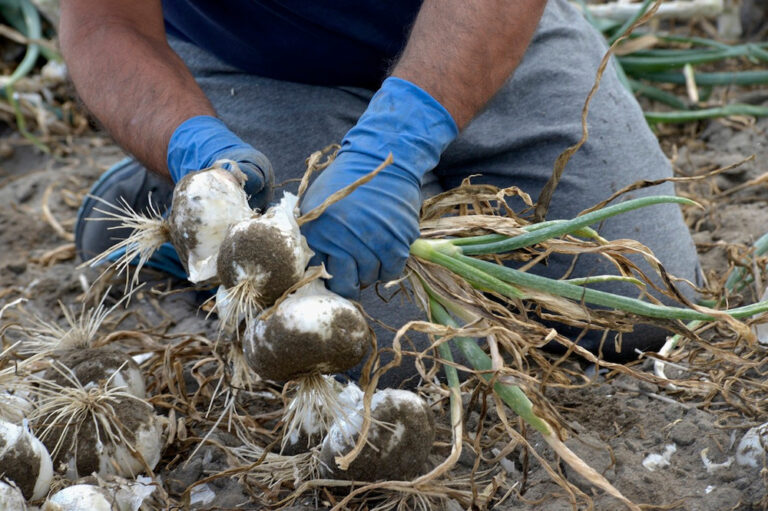 A rischio i lavoratori stagionali. Fai-Cisl, Senza contratti regionali l’agricoltura rischia mancanza di manodopera