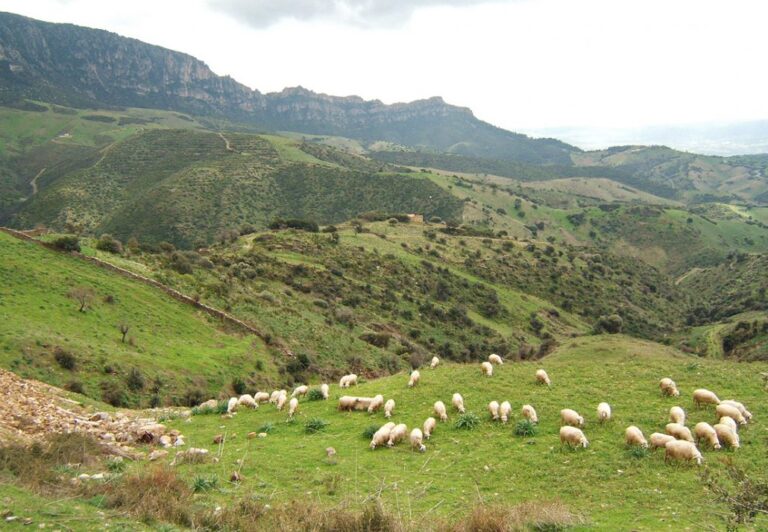 Zootecnia. Salvo in Sardegna il premio benessere animale. Coldiretti, sospiro di sollievo per gli allevatori