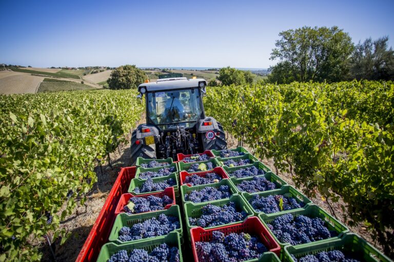 Vino, Legacoop Romagna: dai limiti su rese massime per produzioni in pianura, danni irreparabili