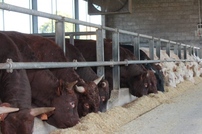 Zootecnia: una risorsa fondamentale per le aree interne della Toscana. Convegno Cia il 22 aprile