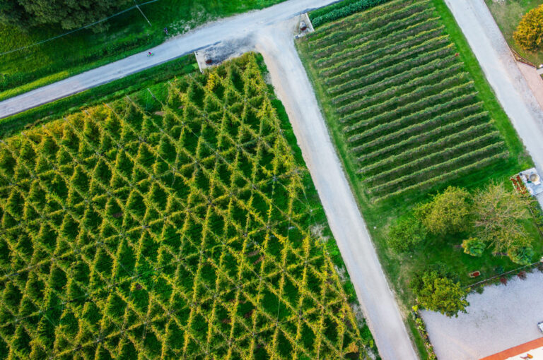 Bellussera, un vigneto a rischio estinzione. Ca’ di Rajo riparte dalla tradizione per costruire un grande futuro