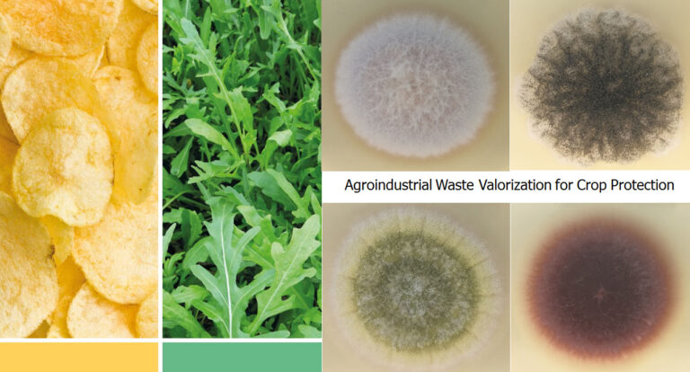 Economia Circolare. CREA: da patata e brassiche, biomolecole utili per la difesa da funghi fitopatogeni