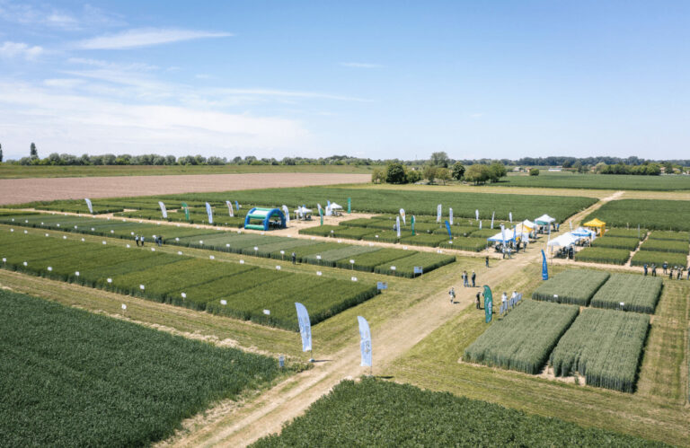 SIS, CAI e IBF SERVIZI insieme per un’agricoltura di qualità. La visita ai campi varietali e prova agronomica