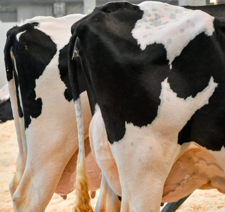 Fieragricola, 20 anni di multifunzionalità in agricoltura. Nel 2001 la Legge di orientamento e modernizzazione del settore agricolo