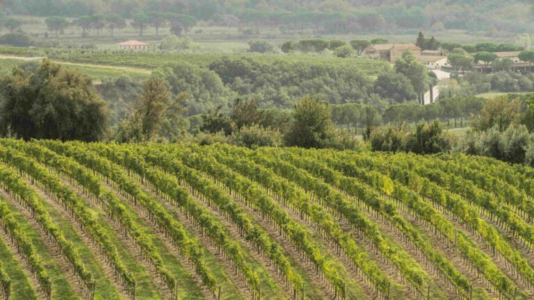 Vino. In Toscana 17 mln di euro per la riconversione e ristrutturazione dei vigneti