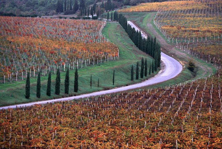 Agribusiness. In Toscana 1,6 milioni con l’Fse+ per formare figure professionali