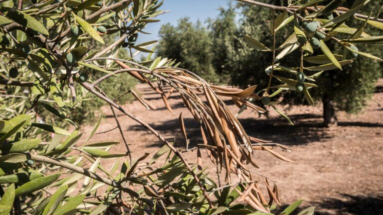 Xylella. Copagri: Salento a rischio desertificazione: accelerare su piano straordinario con risorse certe ed esigibili