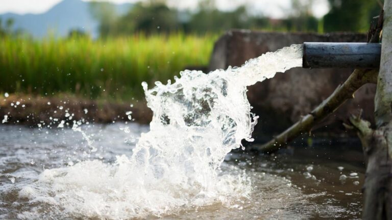 Resistenza agli antimicrobici e ambienti di produzione degli alimenti: fonti e opzioni per il controllo