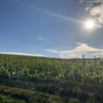 vigneto montepulciano paesaggio