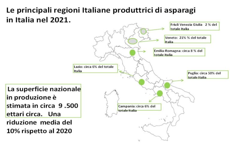 A Macfrut 2021 tutto sull’Asparago. A Rimini Expo Center dal 7 al 9 settembre