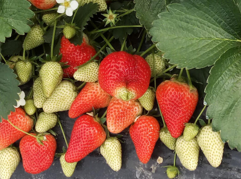 Fragole, il prodotto veronese premiato dal mercato