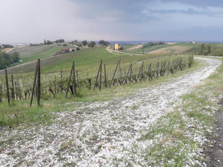 Assicurazioni. Asnacodi, con Fondo AgriCAT oltre 350 milioni per le imprese agricole