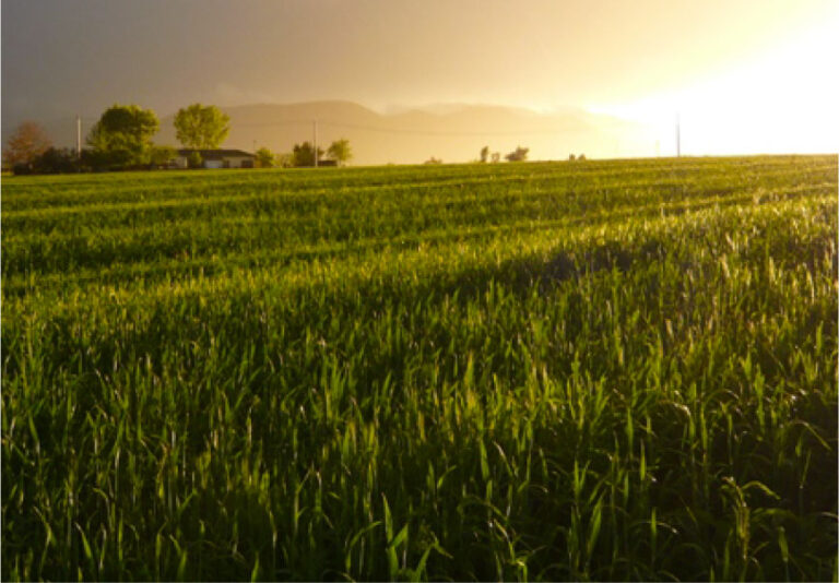 Corsi di Formazione per Responsabili e Operatori CAA (Centro Assistenza Agricola), aperte le iscrizioni