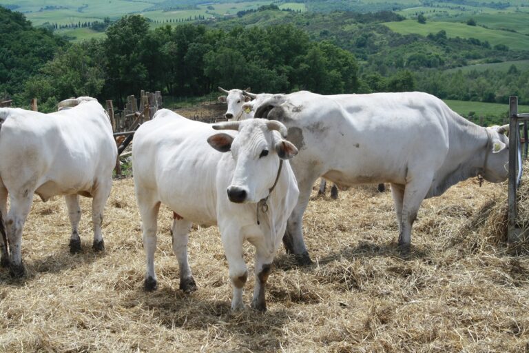 Chianina in tavola in tour: al via il 15 marzo con sei chef protagonisti