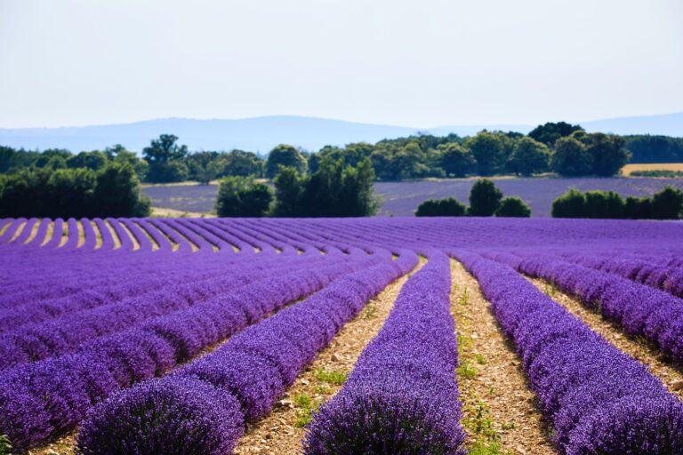 Le colline pisane come la Provenza, boom della lavanda in Toscana