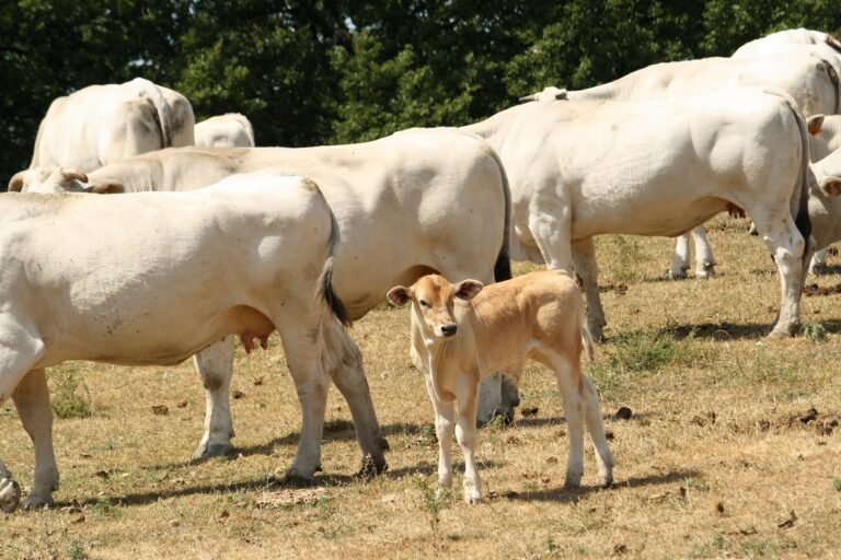 ANABIC, il 4 e il 6 luglio 2023 Aste dei torelli di razza Chianina, Romagnola e Marchigiana