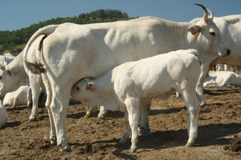 Maltempo. ARAER al fianco degli allevamenti colpiti, attivato conto per donazioni