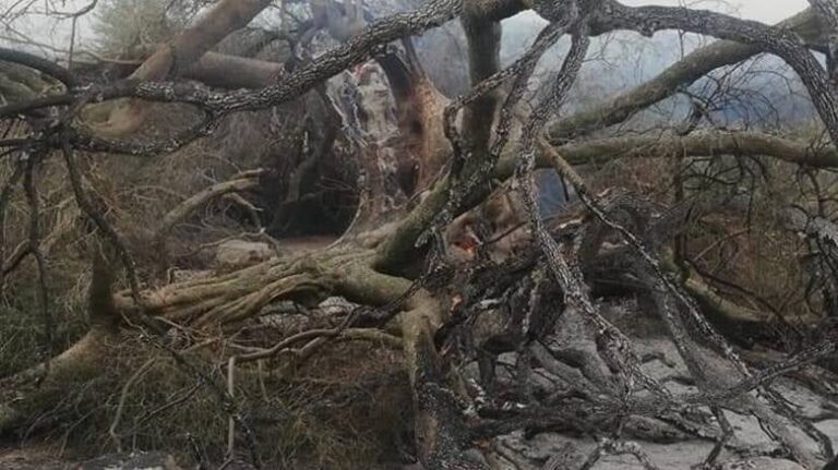 Incendio Sardegna. Anche l’olivo millenario di Cuglieri è andato in cenere