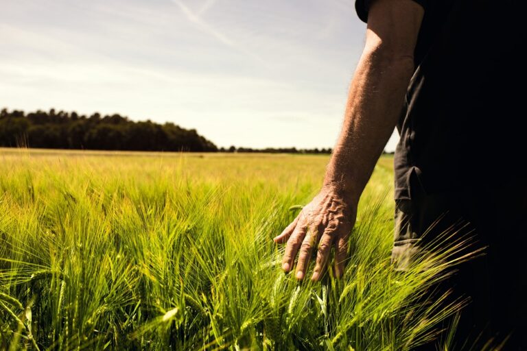 Grano. Confagricoltura, Serve un piano nazionale pluriennale