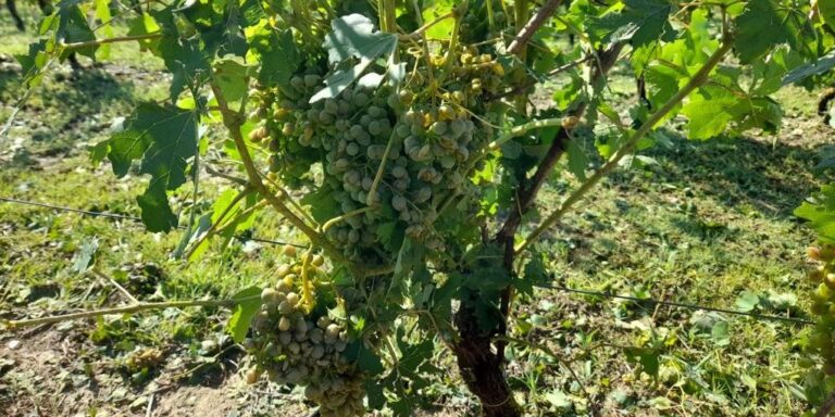 Le violente grandinate hanno messo in ginocchio l’agricoltura astigiana. Asti Agricoltura: “Necessarie nuove soluzioni per ulteriori risarcimenti”