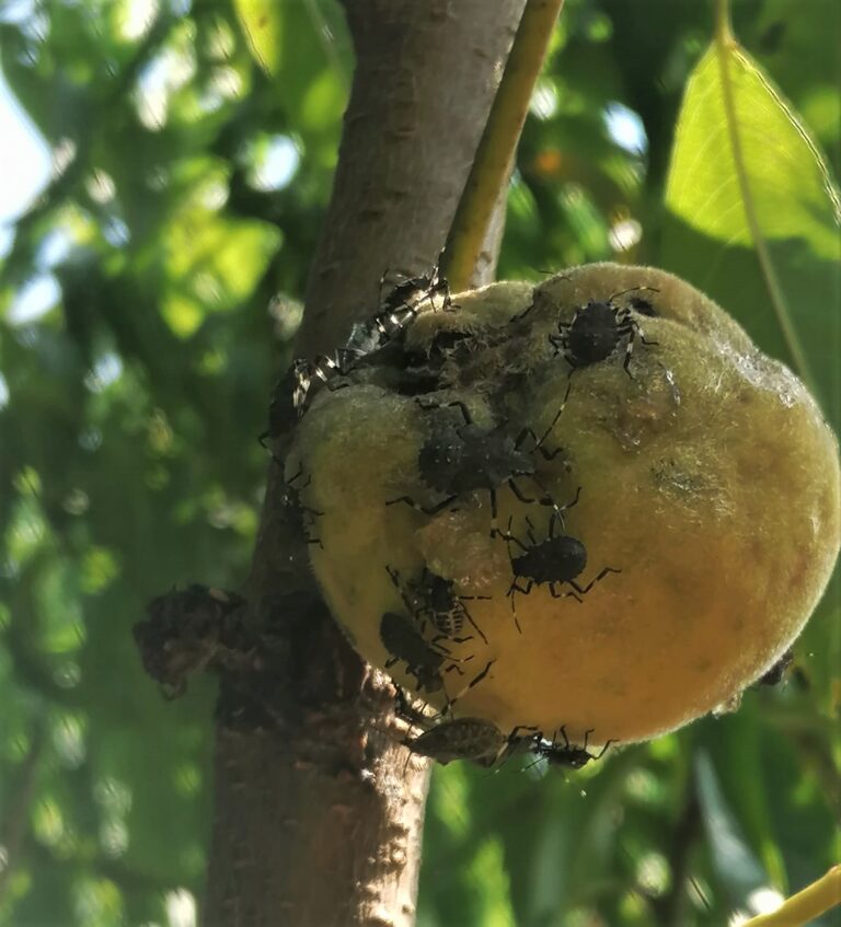 Confagricoltura Verona: La cimice asiatica di nuovo in crescita nei frutteti veronesi